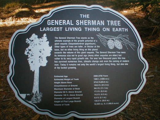 Infoschild am größten Baum der Welt